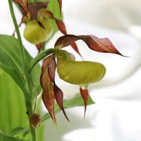 Expositions photographiques sur "La faune et la flore et les paysages" et sur "Les Orchidées sauvages de Haute-Marne"