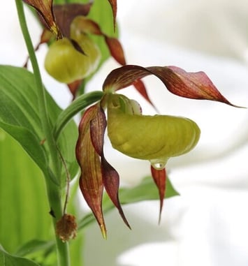 Expositions photographiques sur "La faune et la flore et les paysages" et sur "Les Orchidées sauvages de Haute-Marne"