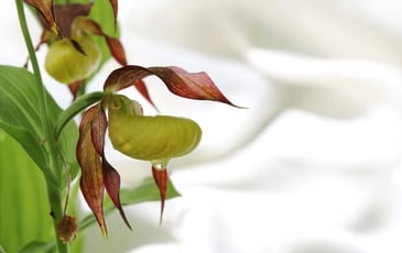 Expositions photographiques sur "La faune et la flore et les paysages" et sur "Les Orchidées sauvages de Haute-Marne"