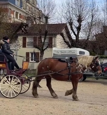 Tour en calèche dans le parc du château
