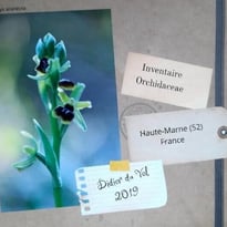 Exposition photographique "Les Orchidées sauvages de la Haute-Marne, État des lieux 2026"