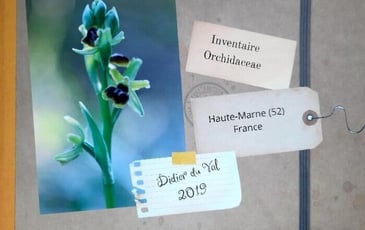 Exposition photographique "Les Orchidées sauvages de la Haute-Marne, État des lieux 2026"